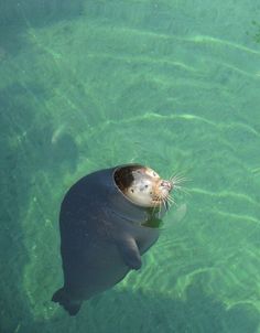 a seal in the water with its mouth open