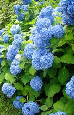 blue hydrangeas are growing on the side of a road in front of some bushes