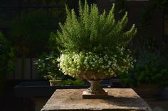 a potted plant sitting on top of a stone block