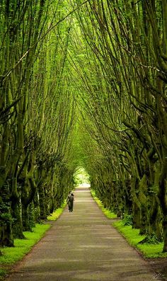 a person walking down a path lined with trees