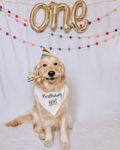 a golden retriever dog wearing a birthday bib with the number one on it