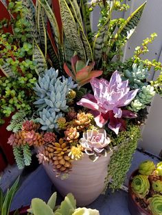 several different types of succulents and plants in pots on a table outside