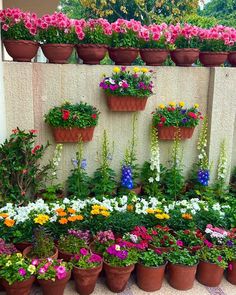 many potted flowers are arranged on a wall