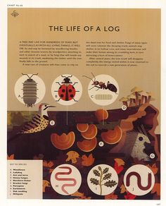 an advertisement for the life of a bug