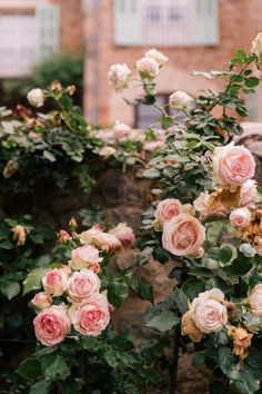 pink roses growing on the side of a building