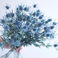 a person holding a bunch of blue flowers in their hand, with the stems still attached