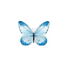 a blue butterfly on a white background stock photo