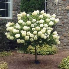 a tree with white flowers in front of a stone building and bushes around the corner