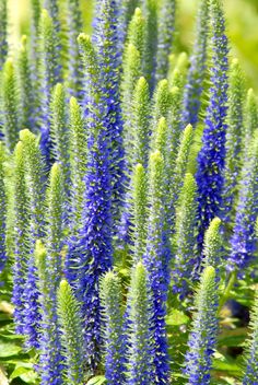 blue flowers are growing in the grass