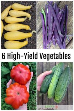 six different types of vegetables with the title 6 high yield vegetables