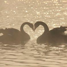 two swans in the water making heart shapes with their beaks, as the sun shines behind them