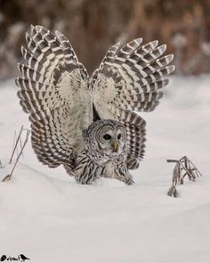 an owl is sitting in the snow with its wings open