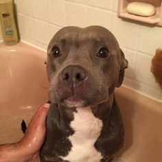 a brown and white dog sitting in a bath tub next to a person's hand