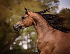 a brown horse with long hair running through the grass and trees in the back ground