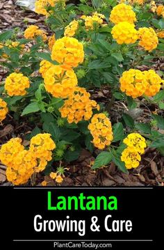 yellow flowers are blooming in the sun and green leaves on the ground next to them