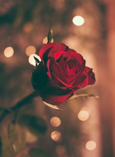 a red rose with the words 12 habitts that lead to divore and how to avoid them