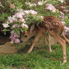 a small deer is hiding under some flowers