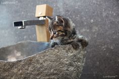 a kitten sitting on top of a rock next to a faucet