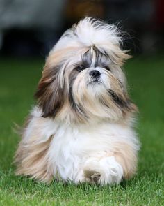 a small brown and white dog sitting in the grass