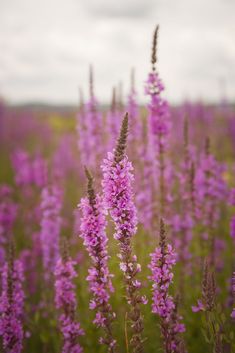 purple flowers are blooming in the field