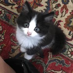 a black and white kitten sitting on top of a rug