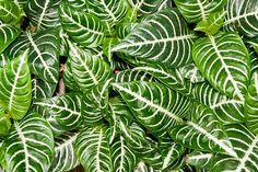 green and white leafy plants are close together