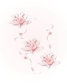 three pink flowers on a white background