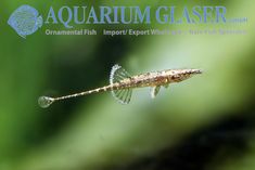 a small fish floating on top of a body of water next to a green plant