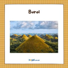 the chocolate hills are covered in yellow moss