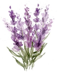 watercolor painting of lavender flowers on white background