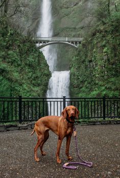 a brown dog standing in front of a waterfall