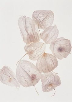 some white flowers on a white background