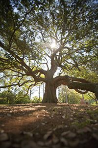 the sun shines through the branches of a large tree in an open area with leaves on the ground