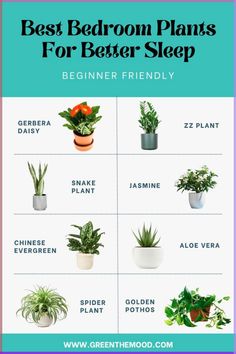 the best bedroom plants for better sleep and how to use them in your houseplant