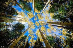 looking up at the tops of tall trees with blue skies in the sky above them