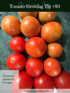 tomatoes are piled on top of each other with the words tomato growing tip 3 written below