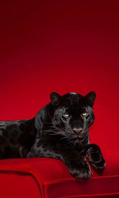 a black leopard laying on top of a red couch