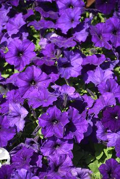 purple petunias in the garden with green leaves and flowers around them, all blooming