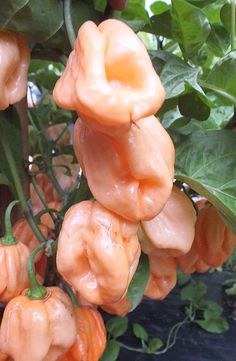 some orange bell peppers hanging from a plant