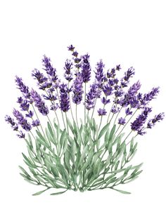 watercolor painting of lavender flowers on white background