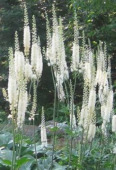 some white flowers are in the middle of green plants and bushes with trees in the background