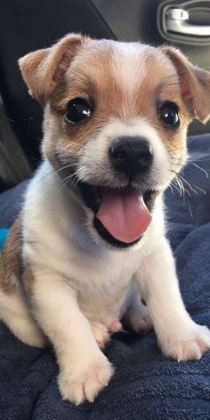 a small brown and white dog sitting on top of a blue blanket