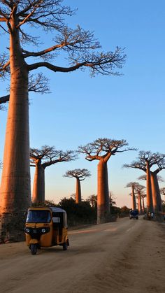 a yellow vehicle driving down a dirt road next to tall bao trees