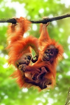 two baby oranguels hanging from a tree