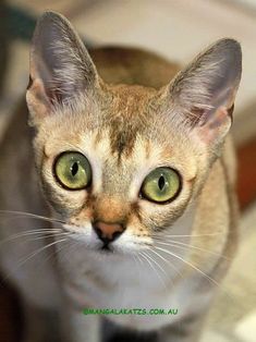 a close up of a cat with green eyes