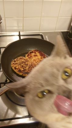 a cat is sticking its head in a frying pan with food on the stove