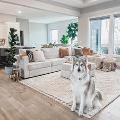 a dog sitting on the floor in front of a living room with couches and large windows