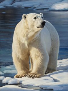 a polar bear standing on top of an ice floet in the snow near water