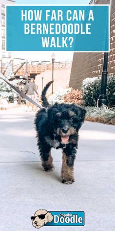 a black and brown dog walking down a sidewalk next to a blue sign that says how far can a bernedoodle walk?