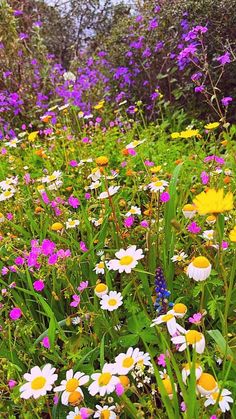 colorful wildflowers and daisies growing in a field